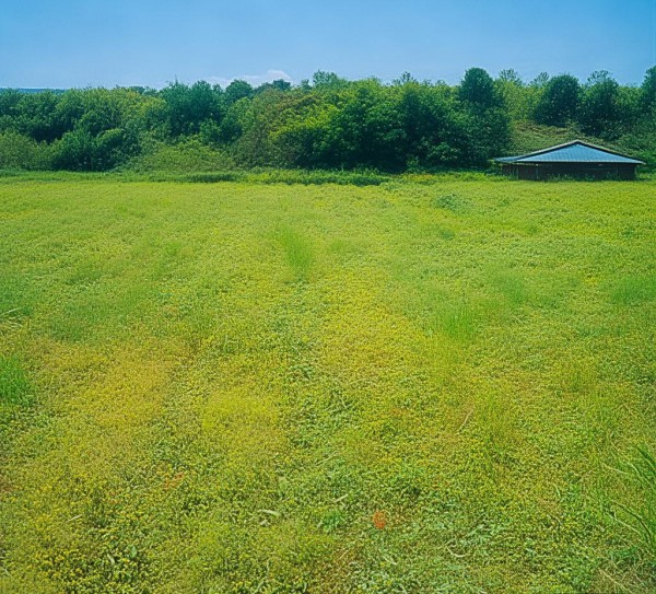 临沂农业产品品牌，助力乡村振兴的坚强力量