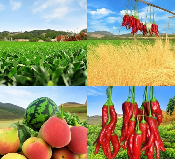毛集农业产品有哪些? 毛集农业产品有哪些?